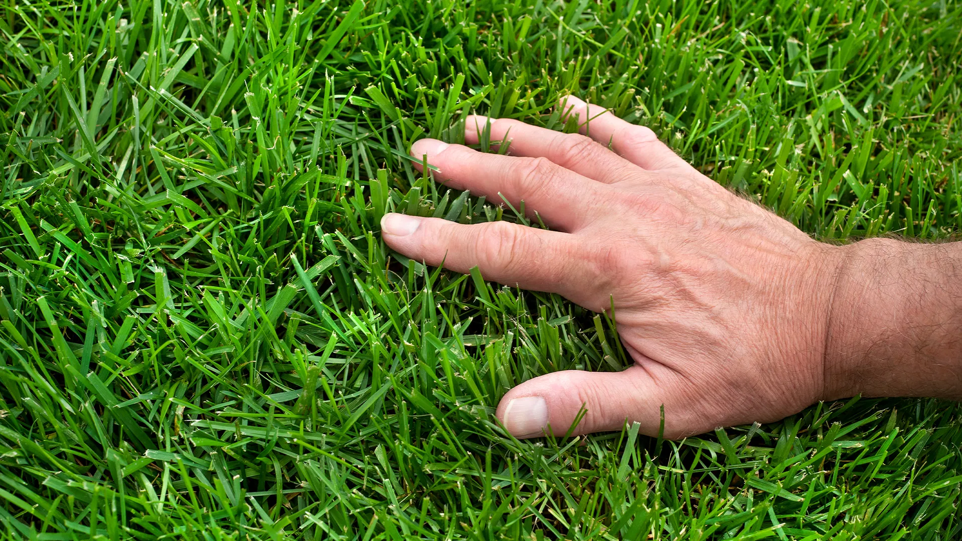 lawn care