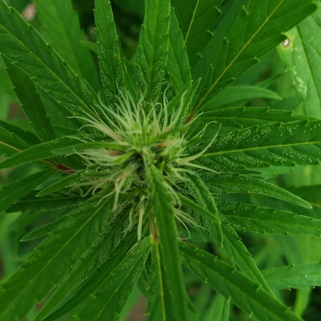 thca flower around me