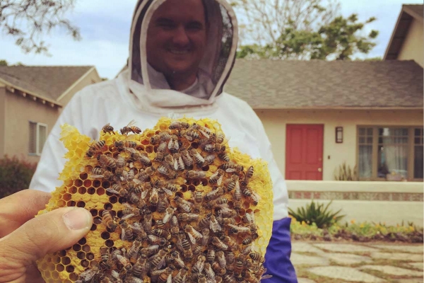 Safe and Humane Solutions for Managing Unwanted Bee Infestations