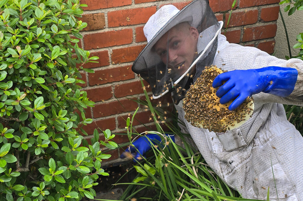 bee removal Los Angeles
