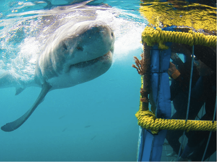 Oahu Shark Cage Adventure: Explore the Underwater World of Shark Diving in Hawaii