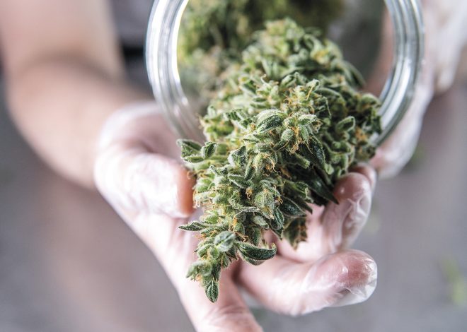 THCA Flower: Promoting Health and Happiness through Everyday Optimism