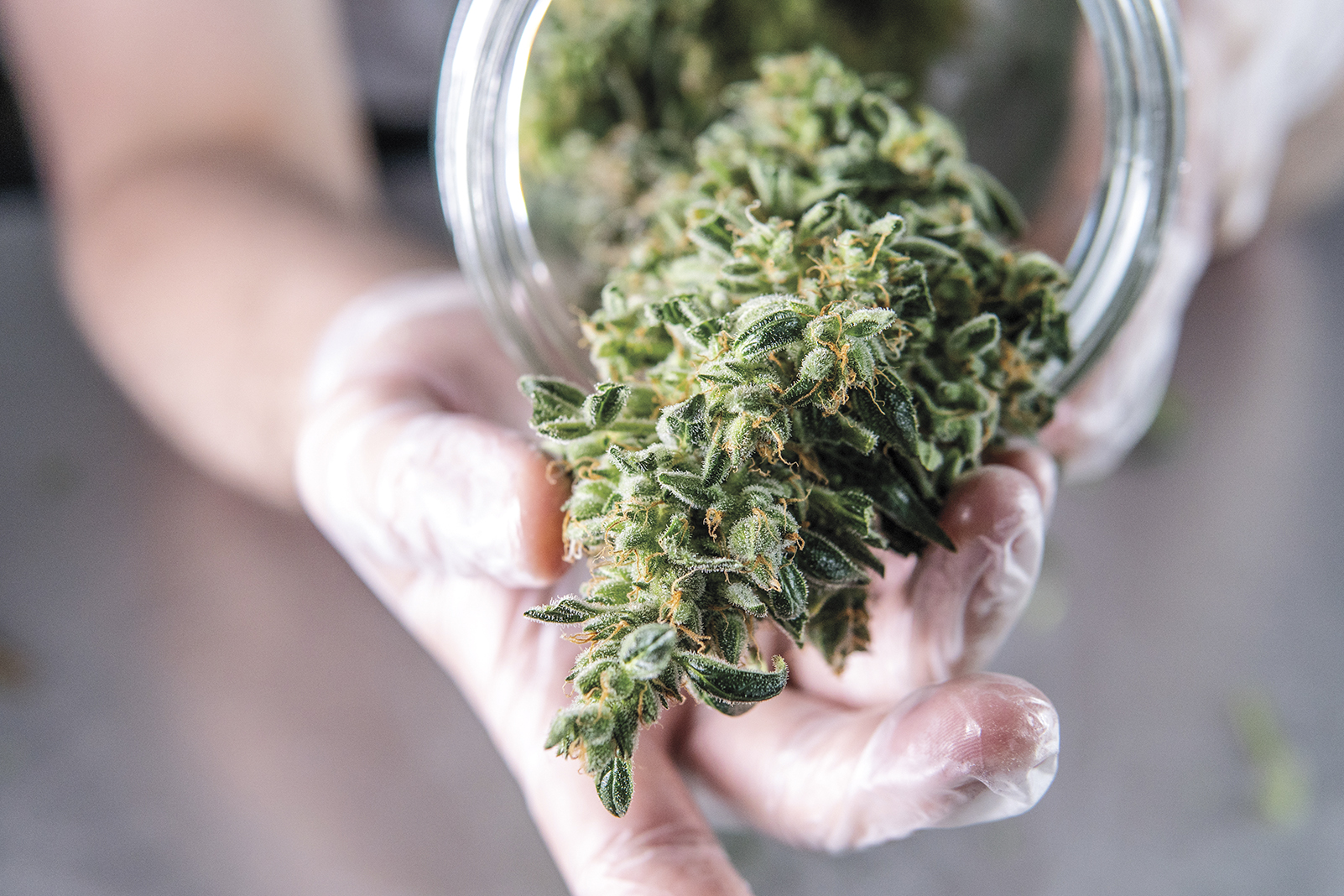 THCA Flower: Promoting Health and Happiness through Everyday Optimism