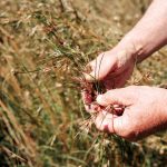 Healthy Crops Start with Well Selected Seed Mixes for Farms