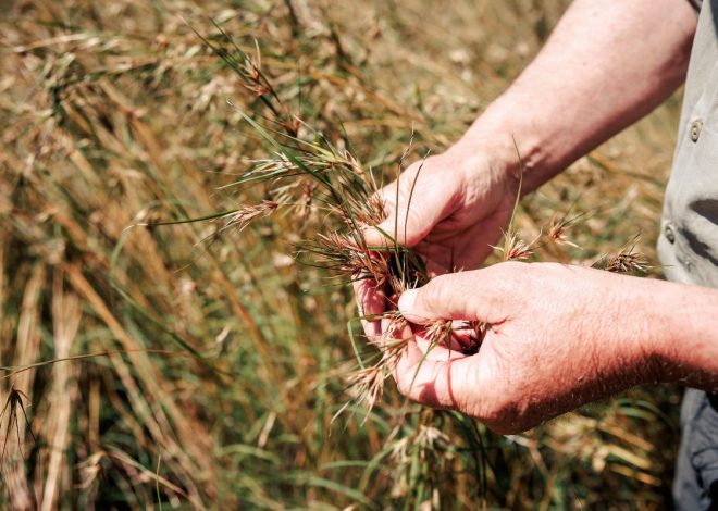 Healthy Crops Start with Well Selected Seed Mixes for Farms