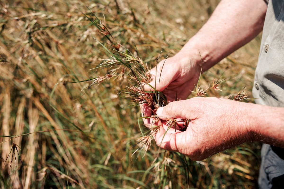 Healthy Crops Start with Well Selected Seed Mixes for Farms